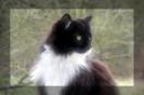Miniature : Un chat angora noir et blanc 