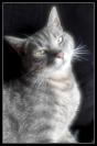 Miniature : Photo d'un chat gris. 