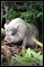 Miniature : Cochon