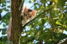 Miniature : Un joli petit chaton dans un arbre