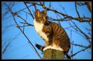 Miniature : Un chat assis sur une souche d'arbre