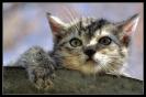 Miniature : Un joli petit chaton tigr