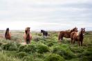 Miniature : Un troupeau de chevaux 