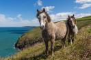 Miniature : 2 chevaux sur la falaise 