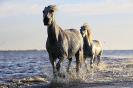 Miniature : Des chevaux dans l'eau