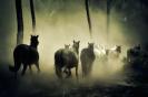 Miniature : Des chevaux dans la brume