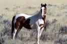 Miniature : Un appaloosa