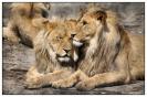 Miniature : 2 lions dans la savane