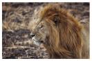 Miniature : Magnifique photo d'un lion 