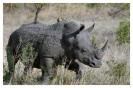 Miniature : Photo d'un rhinocros dans la savane.