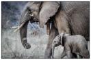 Miniature : Photo d'une maman éléphant et de son petit.