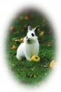 Miniature : Photo d'un petit lapin blanc prs d'une pomme, dans l'herbe