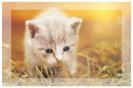 Miniature : Un joli petit chaton