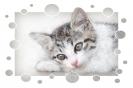 Miniature : Un joli petit chaton