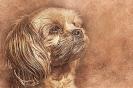 Miniature : Jolie carte postale portrait d'un chien 