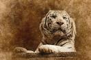 Miniature : Carte postale d&un portrait de tigre