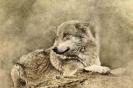 Miniature : Carte postale d'un loup 