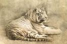 Miniature : Carte postale d'un tigre