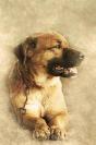 Miniature : Carte postale d'un chien 