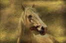 Miniature : Carte postale d'un cheval