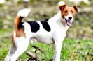 Miniature : Photo du chien Oro