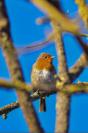 Jolie photo d'un petit oiseau