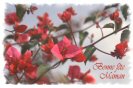 Miniature : Carte postale d'un arbre fleuri pour la fte des mres. 