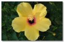Miniature : Recevoir des fleurs, a fait toujours plaisir. Offrez cette jolie fleur jaune. 