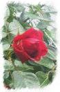 Miniature : Offrez cette rose rouge  votre amour pour lui prouver votre passion sincre. 