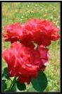Miniature : Offrez ce bouquet de roses rouges  votre amour pour lui prouver votre passion sincre. 