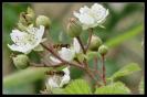 Miniature : Des mouches  miel sur des petites fleurs blanches. 