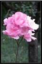 Miniature : Offrez cette rose  une jeune maman,  votre mre,  votre amour en gage de fidlit, ou bien  une personne pour avouer votre attirance. 
