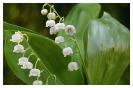 Miniature : Symbole damour et de bonheur, offrez ce brin de muguet le 1er mai.