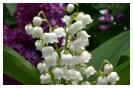 Miniature : Symbole damour et de bonheur, offrez ce brin de muguet le 1er mai.