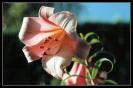 Miniature : Dans le langage des fleurs, le lys symbolise la douceur et la puret.