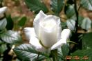 Miniature : Carte postale d'une rose blanche.