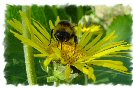 Miniature : Carte postale d'une abeille qui butine une fleur. 