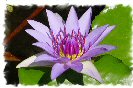 Miniature : Carte postale d'une fleur de lotus. 