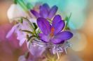 Miniature : Des jolies fleurs romantiques