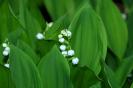 Miniature : Brun de muguet