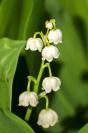 Miniature : Brun de muguet 