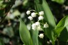 Miniature : Brun de muguet