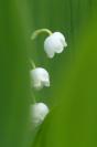 Miniature : Brun de muguet 