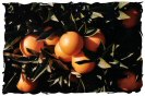 Miniature : Une carte postale d'oranges encore sur l'arbre.