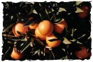 Miniature : Une carte postale d'oranges encore sur l'arbre. 