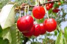 Miniature : Une carte postale de cerises sur l'arbre. 