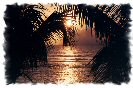 Miniature : Carte postale de palmiers devant un coucher de soleil sur une plage  la Runion.