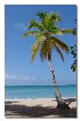 Miniature : Carte postale d'un palmier sur la plage en Martinique. 