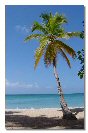 Miniature : Carte postale d'un palmier sur la plage en Martinique.
