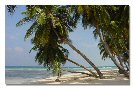 Miniature : Carte postale de palmiers sur la plage au Maldives. 